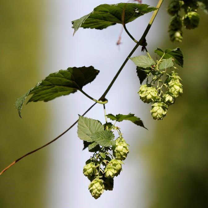 B.C. hops farm, director fined over $1M after alleged fraud: securities commission